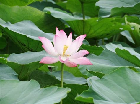  De Gebroken Lotusbloem: Een Meditatie op Vergankelijkheid en Hoop in de Driede Eeuw