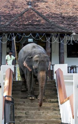  De 'Elefant met Mahout' van Fragment: Een Verkenning van Macht en Dierenliefde in de Vierde Eeuw