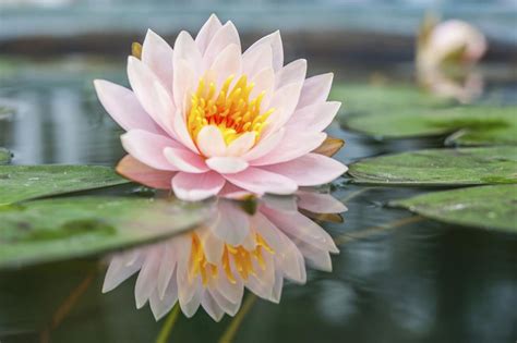  De Lotusbloem - Een meditatie op de vergankelijkheid en de eeuwige schoonheid