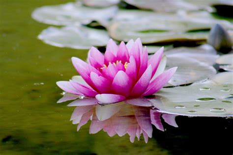 De Pracht van de Lotusbloem Een Monumentale Beeldhouwwerk met Mystieke Symbolisme!