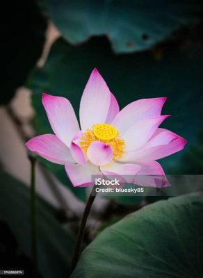  Lotus Pond! Een Verwonderlijke Blend van Kleuren en Beweging in het 1e-eeuwse Vietnam