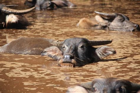 The Water Buffaloes!  An Exquisite Display of Naturalistic Charm and Pastoral Serenity